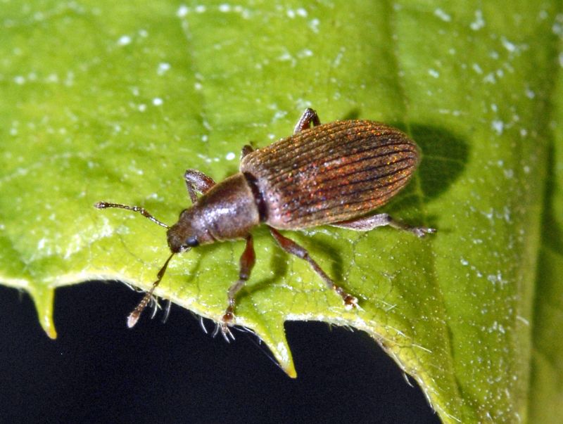 Curculionidae: Polydrusus impar